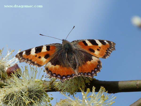 Schmetterling Kleiner Fuchs  Photo Dragomae