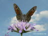 Schmetterling Ochsenauge Blüte Himmel Photo Dragomae