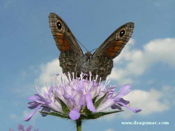 Schmetterling Ochsenauge Blte Himmel Photo Dragomae