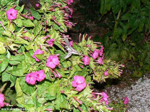 Schmetterling Wolfsmilchfalter Photo-Dragomae