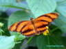 Tiger Schmetterling Photo Dragomae