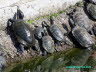 Wasserschildkröten Foto Dragomae