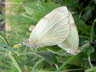 Zwei Schmetterlinge Photo-Dragomae